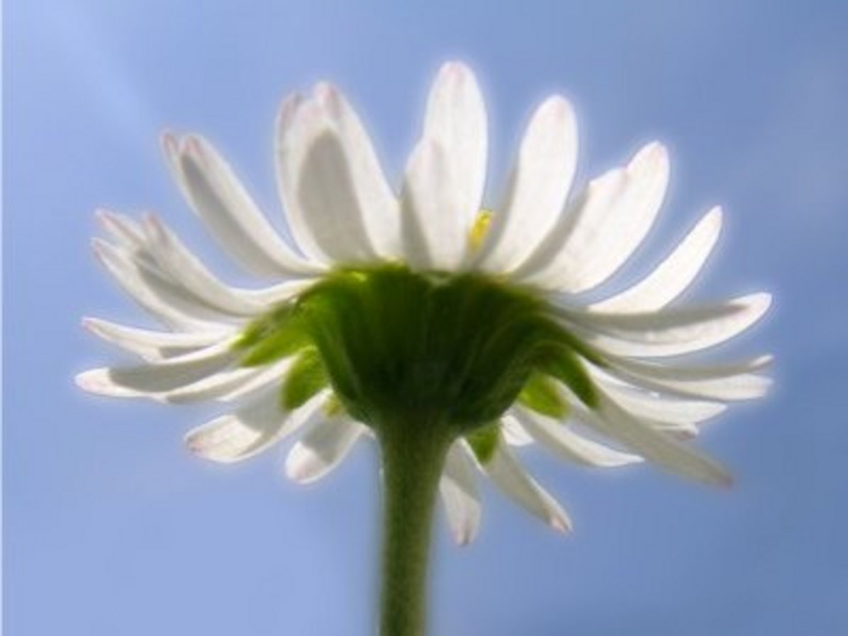 Foto von einer Löwenzahnblume von unten