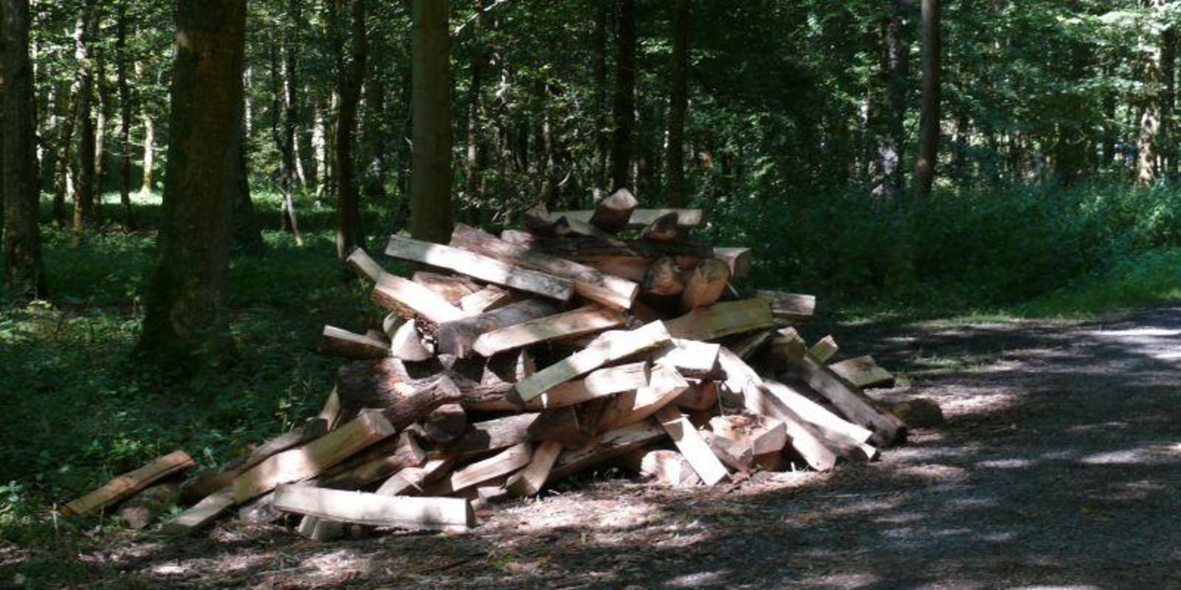 Bild von Brennholz im Wald
