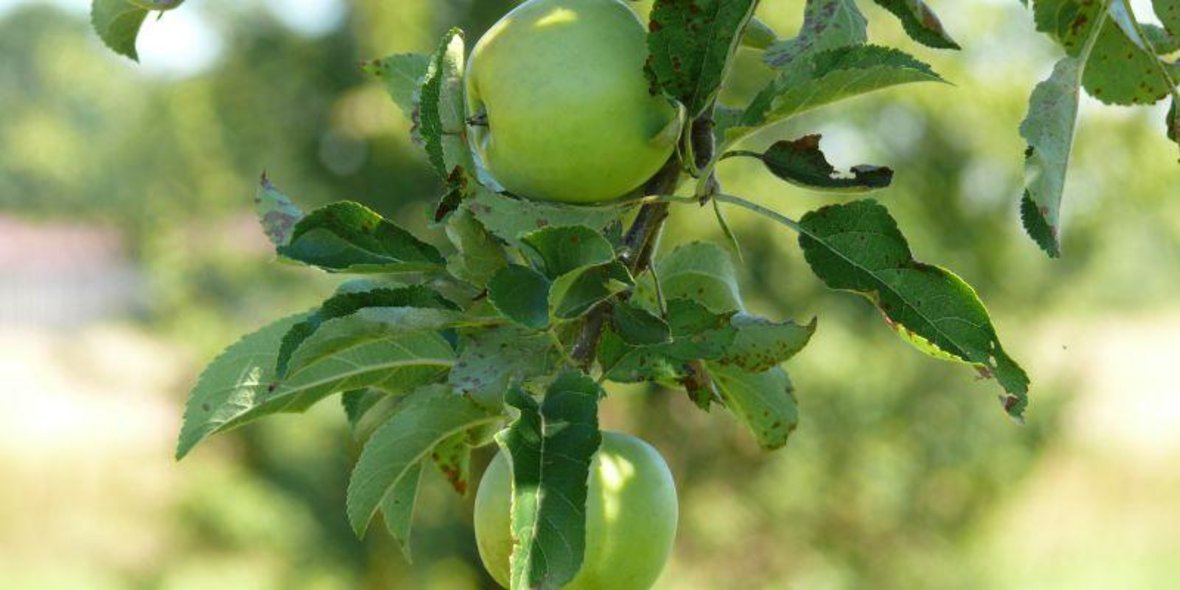 Apfelbaum Bild von einem Apfelbaum, an dem Zwei grüne Äpfel hängen