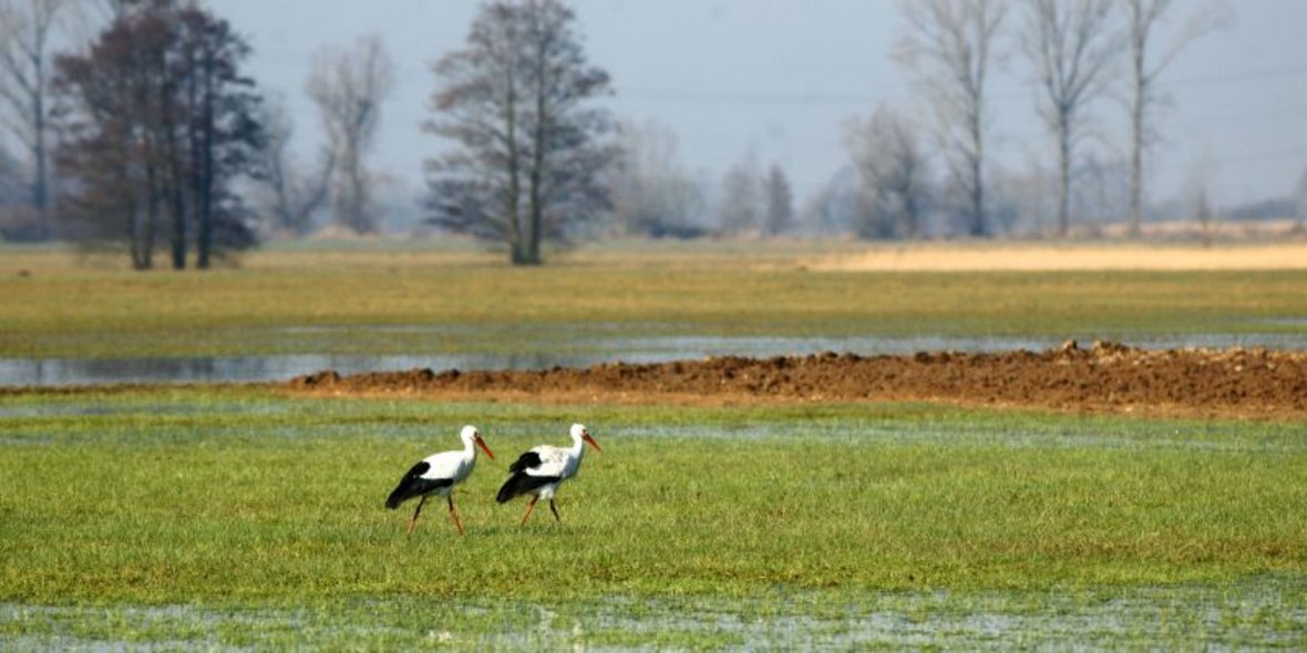 Störche im Naturschutzgebiet Bild von Zwei Störchen im Naturschutzgebiet
