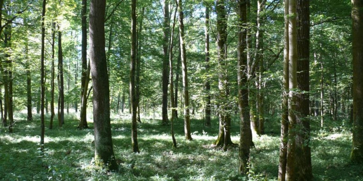 Clobelochwald Bild vom Clobelochwald